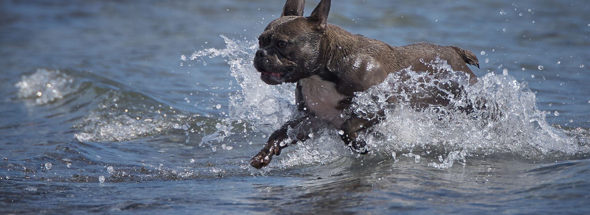 Eine französische Bulldogge tobt voller Energie durch das seichte Wasser an der Ostsee. Das Wasser spritzt, der Hund wirkt glücklich und lebendig – ein perfekter Tag am Hundestrand in Grömitz.