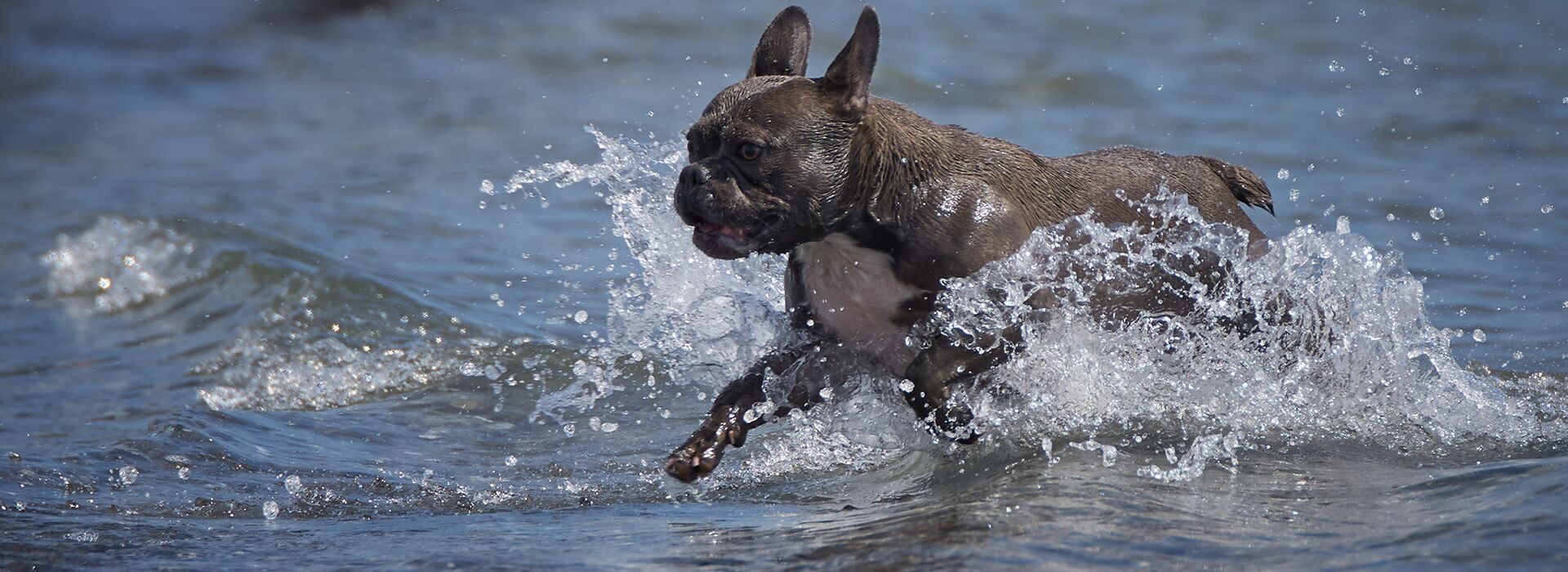 Eine französische Bulldogge tobt voller Energie durch das seichte Wasser an der Ostsee. Das Wasser spritzt, der Hund wirkt glücklich und lebendig – ein perfekter Tag am Hundestrand in Grömitz.