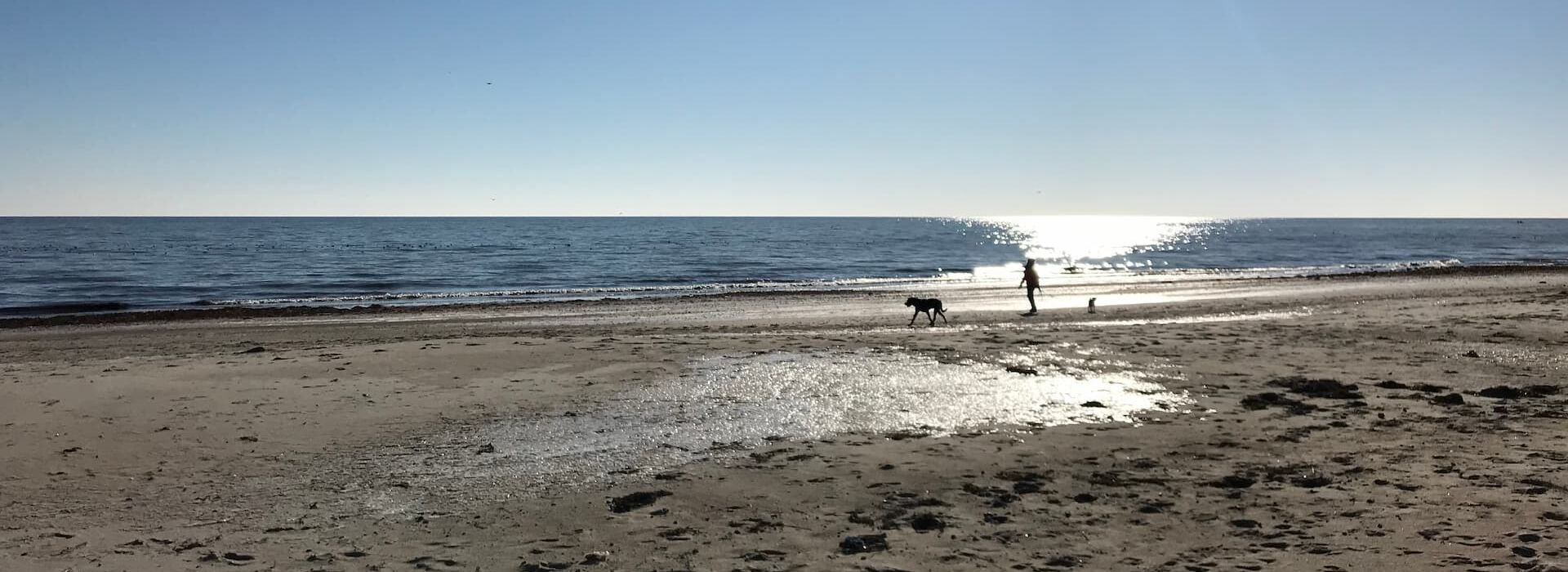 Ein Mensch spaziert mit zwei Hunden am ruhigen Sandstrand entlang. Die Sonne scheint hell am blauen Himmel, das Meer glitzert im Gegenlicht. Perfekt für entspannte Tage im Strandhaus Bello.